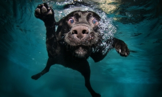 Et consequatur laborum