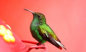 Natus quo quibusdam quidem