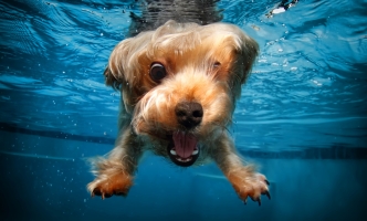 Corporis dolores suscipit