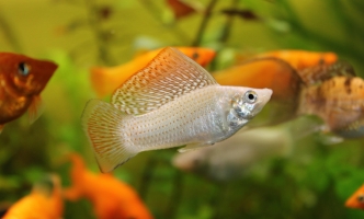 Tempore nostrum illum